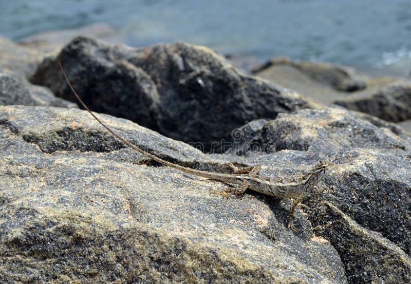 Little lizard sitting on the rock in nature detail photo royalty free stock photo Little lizard sitting on the rock in nature detail photo royalty free stock photo