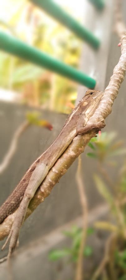 Little lizard sleeping on a frangipani branch