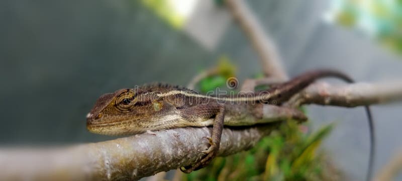 Little lizard sleeping on a frangipani branch