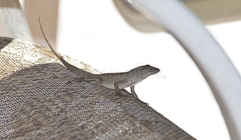 Starflamedia - Photographer profile