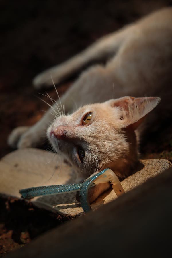 A Little Lonely Kitten at Night Stock Image Image of organ, mammal