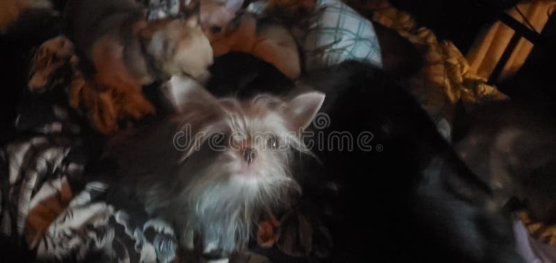 Little mini mupperdog royaltyfria bilder
