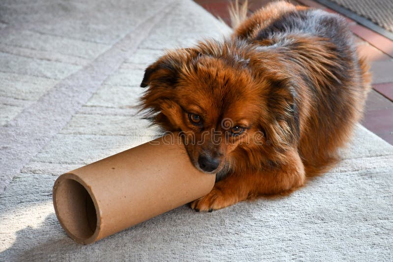 how do you punish a dog for chewing carpet