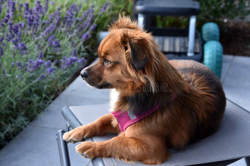 Little moggy dog sitting on terrace stock photos Little moggy dog sitting on terrace stock photos