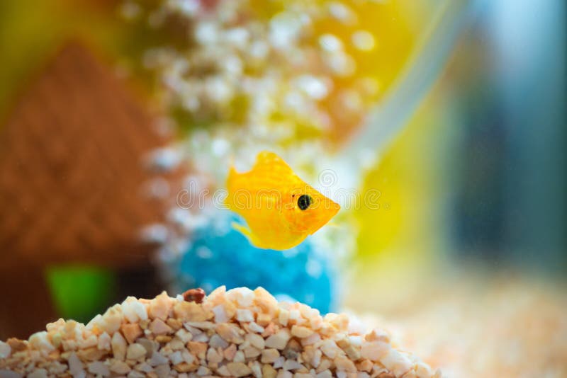 Yellow Balloon Molly Fish Swimming Aquatic Stock Photo 2001814961