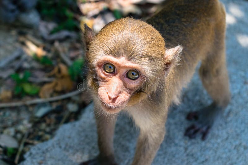 Old Monkey with Big Eyes and Facial Hair Sits on Ground Stock Photo - Image of cute, portrait: 172577296 Old Monkey with Big Eyes and Facial Hair Sits on Ground Stock Photo - Image of cute, portrait: 172577296