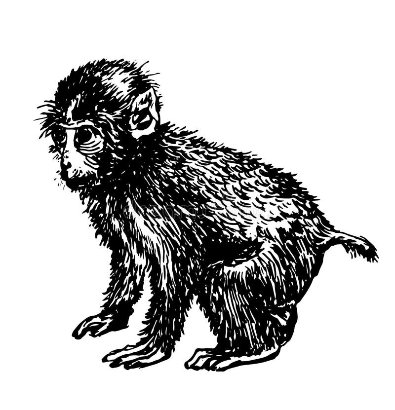 little monkey drawing sketch hand drawn illustration ink 73173829