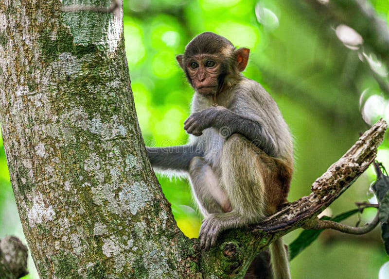 Little Monkey on a Tree in the Park Stock Photo - Image of forest, mammal:  217441458