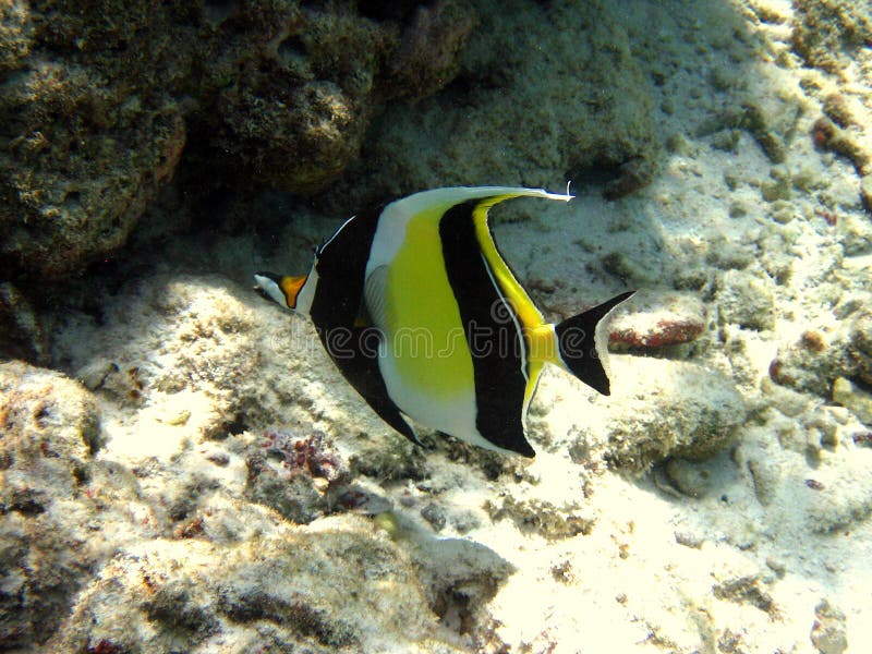 Little Moorish Idol
