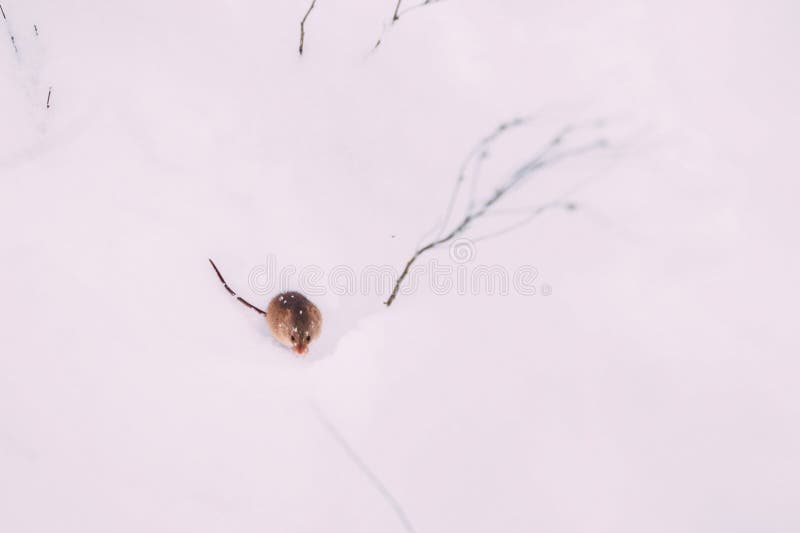 Little Mouse in the Snow. Mouse are Looking for Food in Winter Stock Image  - Image of cute, closeup: 208450537