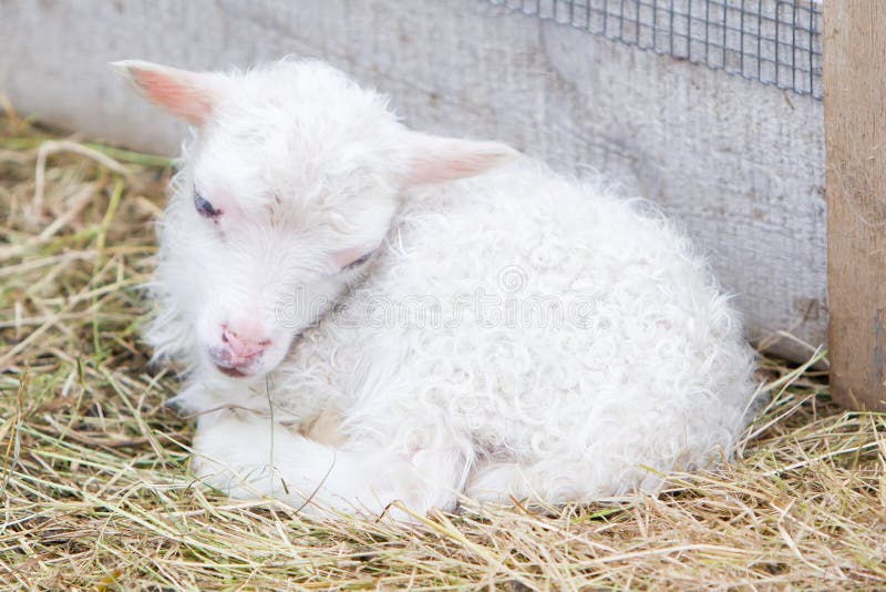 Little newborn lamb resting on the grass