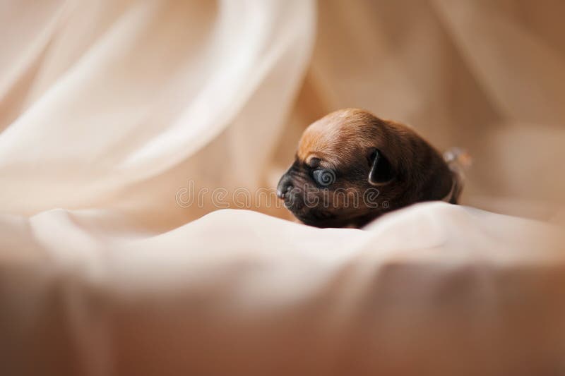Cute newborn puppy eating stock image. Image of happy 27934313