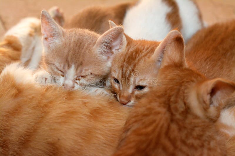 Malý novorozeně malé koťata krmení prsa jejich matka kočka, selektivní soustředit z malé polotovarů vlastní bloudit domácí egypťan kočky s jejich maminka.