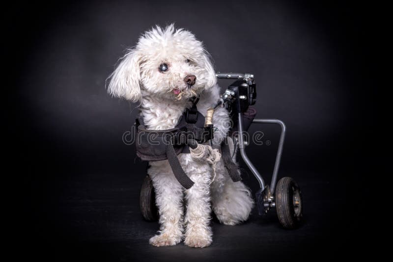 2,833 Dog Cart Stock Photos - Free & Royalty-Free Stock Photos from  Dreamstime