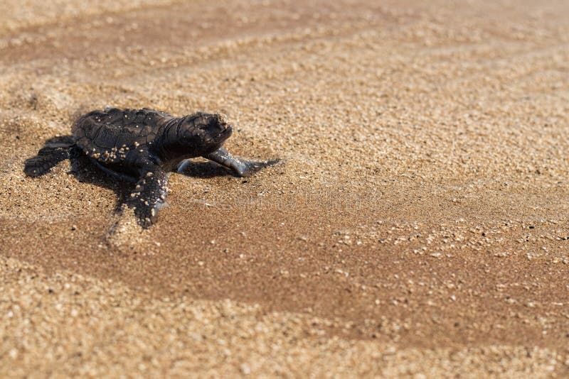 Small olive ridley turtle stops on the way to the sea