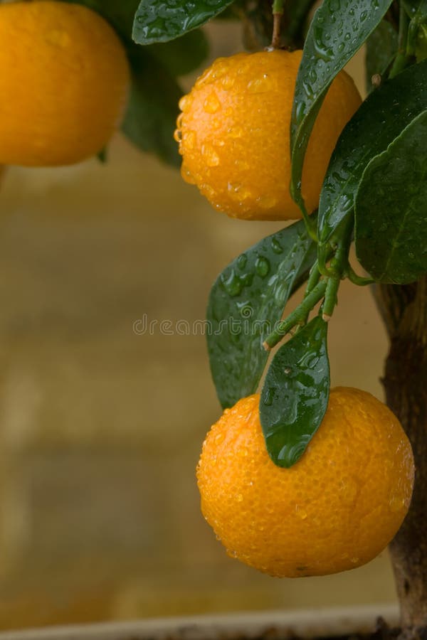 cutie orange trees cutie orange trees