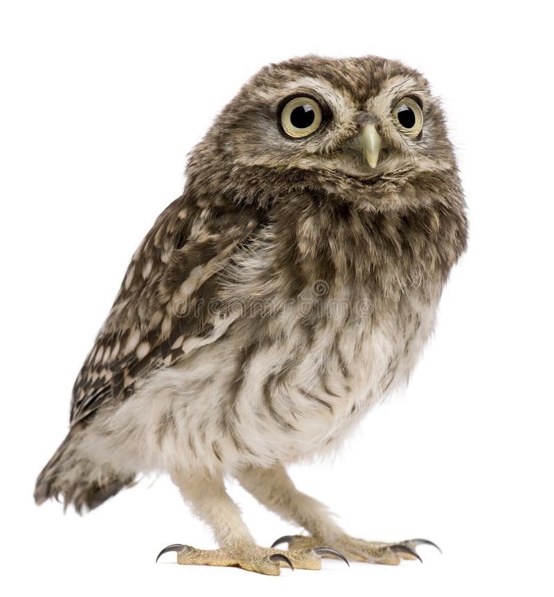 Little Owl, 50 days old, Athene noctua, standing stock photography Little Owl, 50 days old, Athene noctua, standing stock photography