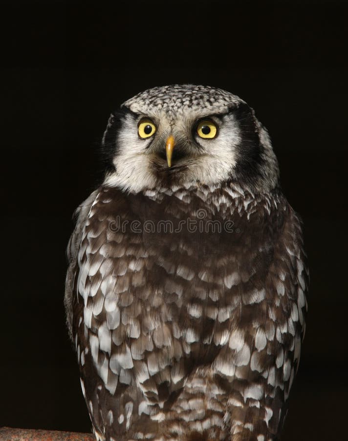 Morepork portrait stock photo. Image of headshots, animal 27717678