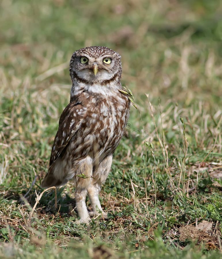 Little Owl Athene noctua stock image. Image of feather 21410077