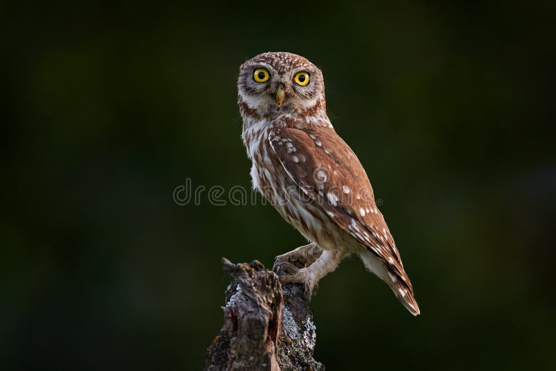 Little Owl, Athene noctua, bird in old roof tile ruin. Urban wildlife with bird with yellow eyes, Bulgaria. Wildlife scene from