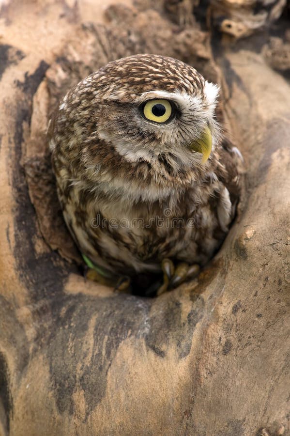 Little Owl (athene noctua) stock image. Image of animal 49523431