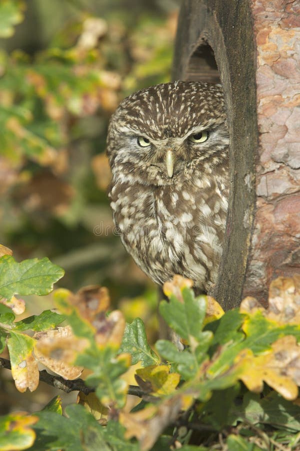 Little owl, Athene noctua stock image. Image of hawk 36350255