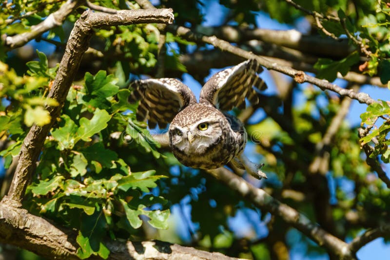Little Owl &#x28;Athene noctua&#x29; taking off, taken in the UK. Little Owl &#x28;Athene noctua&#x29; taking off, taken in the UK