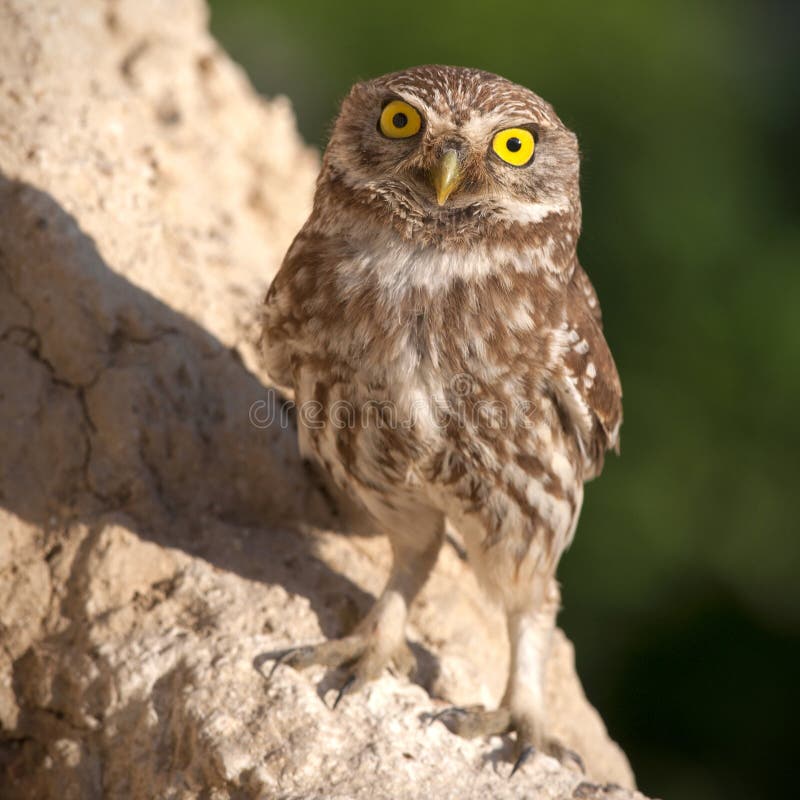 The Little Owl Standing and Looking at Camera Stock Image Image of