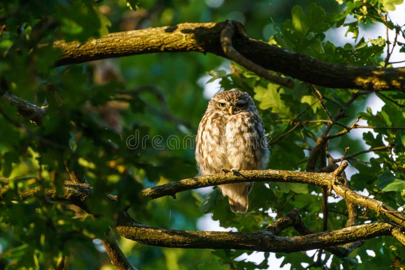 Little Owl &x28;Athene noctua&x29; surrounded by leaves in a tree, taken in the UK