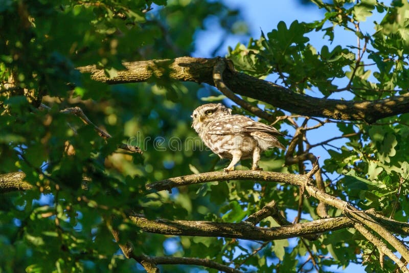 Little Owl &x28;Athene noctua&x29; surrounded by leaves in a tree, taken in the UK