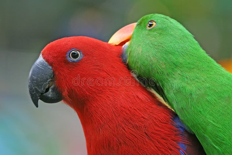 Little Parrots. royalty free stock image Little Parrots. royalty free stock image