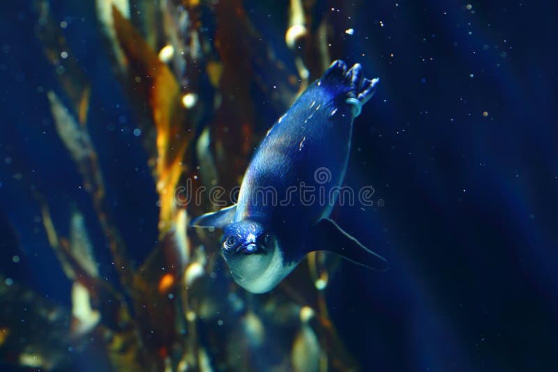 Little penguin in dark-blue underwater scenery