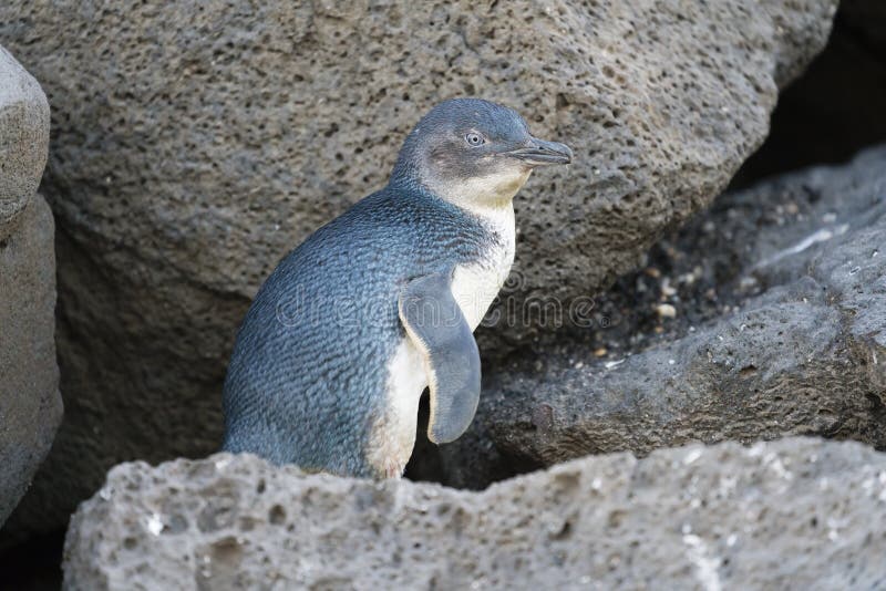 Little penguin returning from sea to the nesting