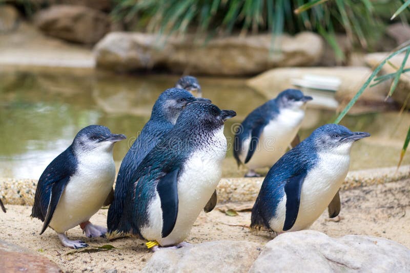 Pequeno pingüinos en animales y plantas en.