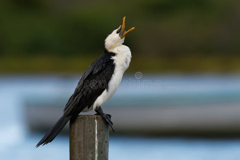 Little pied cormorant, little shag or kawaupaka Microcarbo melanoleucos drying its wings above the water, Australia. Black and