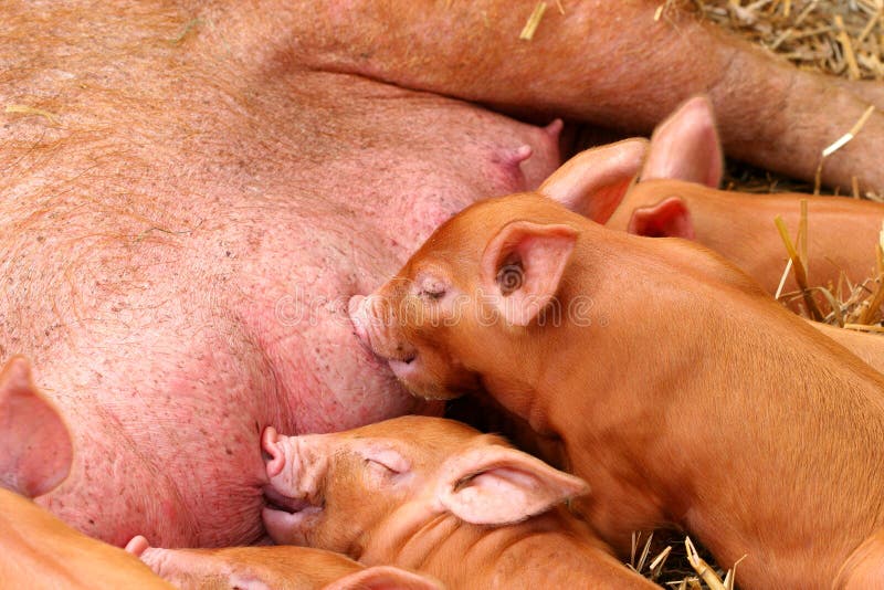 Little Piglets stock photo