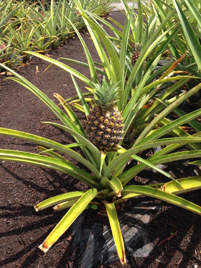 Unripe Pineapple Crop With Red Soil Stock Image Image of dole, edible