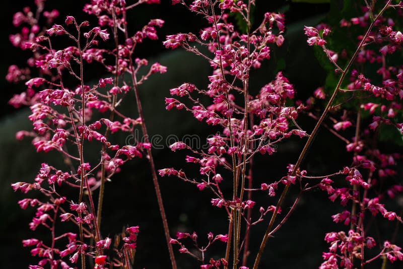 A Group Of Pink Flowers In The Shape Of Tiny Bells Growing In The