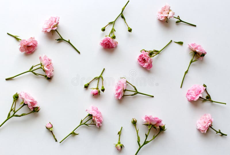 Little pink roses on white wood table. Gentle romantic background. Floral background. Top view, flat lay. Flowers