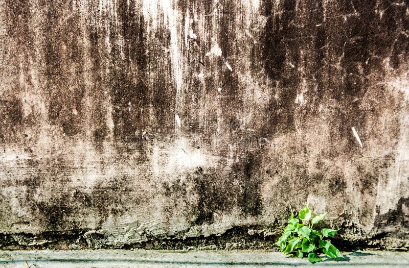 Little plant growing in the hole of dirty old cement wall. Vintage to show vintage concept royalty free stock image