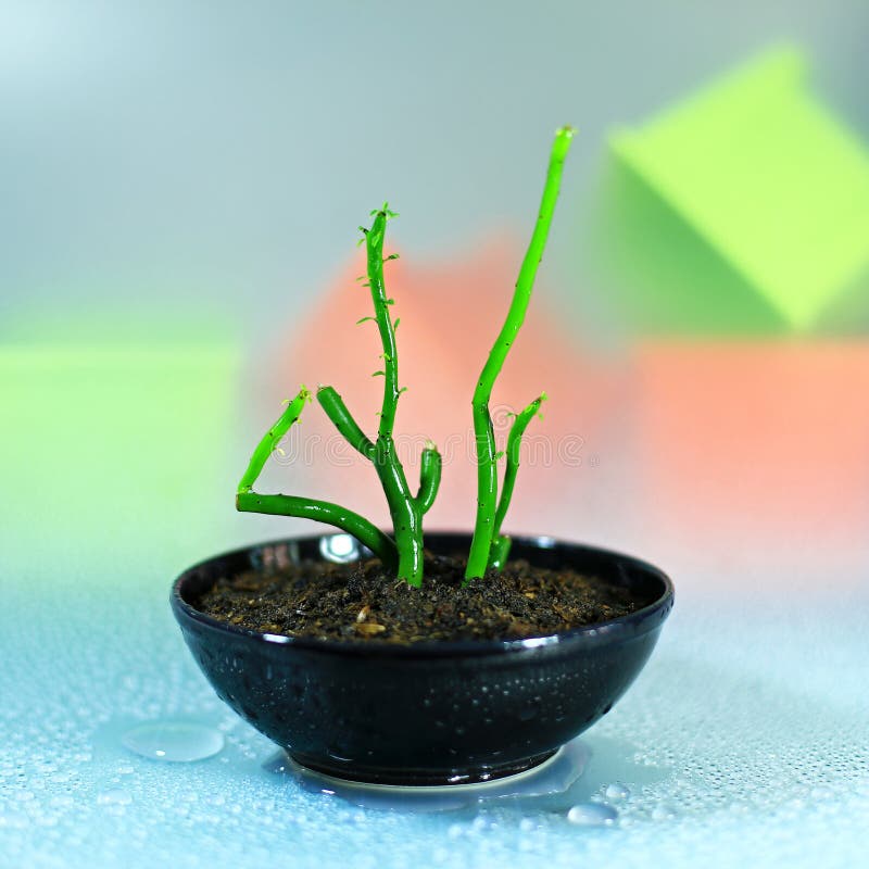 Little Plants in black pot stock photo. Image of flowerpot 84062030