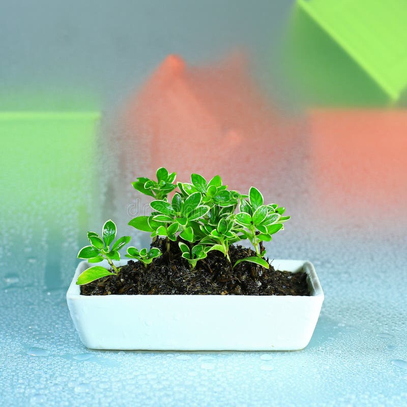 Little Plants in white pot stock photo. Image of indoor 84054756