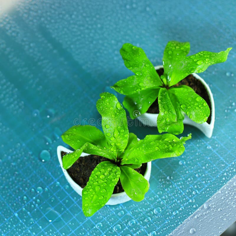 Little Plants in white pot stock photo. Image of nature 84059880