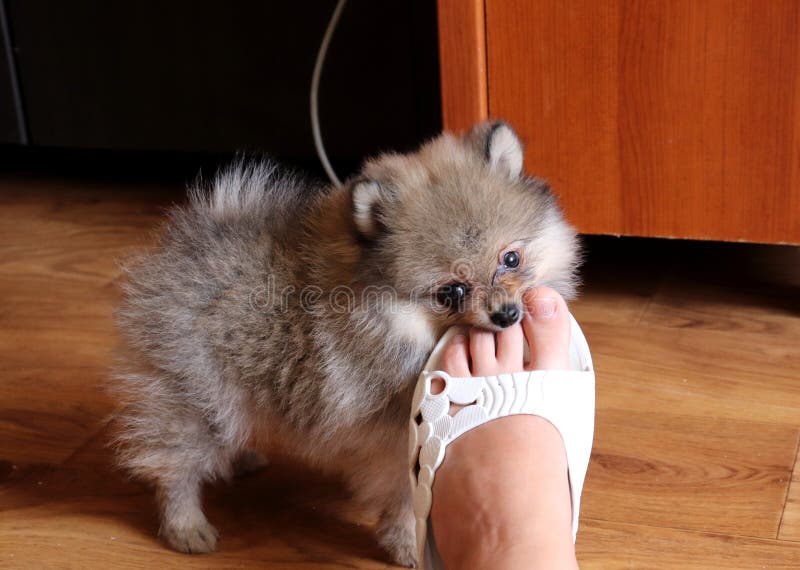 Little pomeranian spitz puppy playing with rose flowers on a wooden table, very cute dog, funny pet at home. Photography, animal domestic life royalty free stock image Little pomeranian spitz puppy playing with rose flowers on a wooden table, very cute dog, funny pet at home. Photography, animal domestic life royalty free stock image