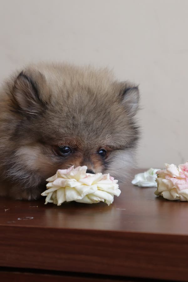 Little pomeranian spitz puppy playing with rose flowers on a wooden table, very cute dog, funny pet at home. Photography, animal domestic life stock photo Little pomeranian spitz puppy playing with rose flowers on a wooden table, very cute dog, funny pet at home. Photography, animal domestic life stock photo