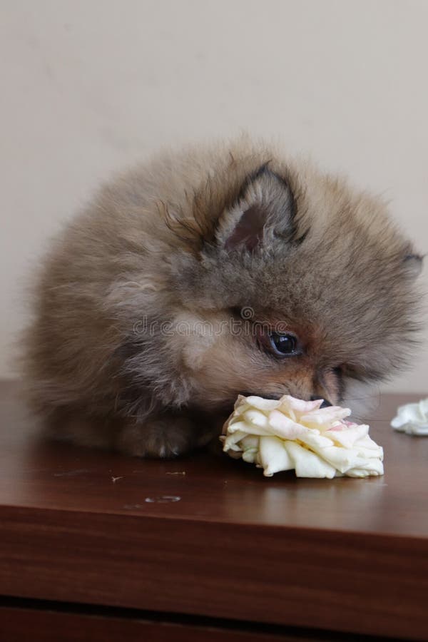 Little pomeranian spitz puppy playing with rose flowers on a wooden table, very cute dog, funny pet at home. Photography, animal domestic life stock images Little pomeranian spitz puppy playing with rose flowers on a wooden table, very cute dog, funny pet at home. Photography, animal domestic life stock images