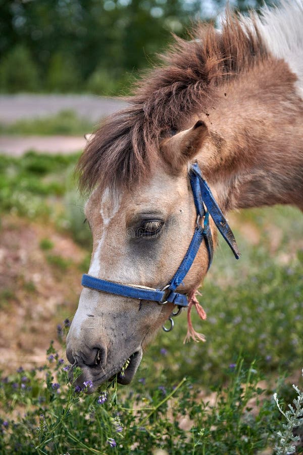 little pony horse chewing grass in a meadow in summer. High quality photo