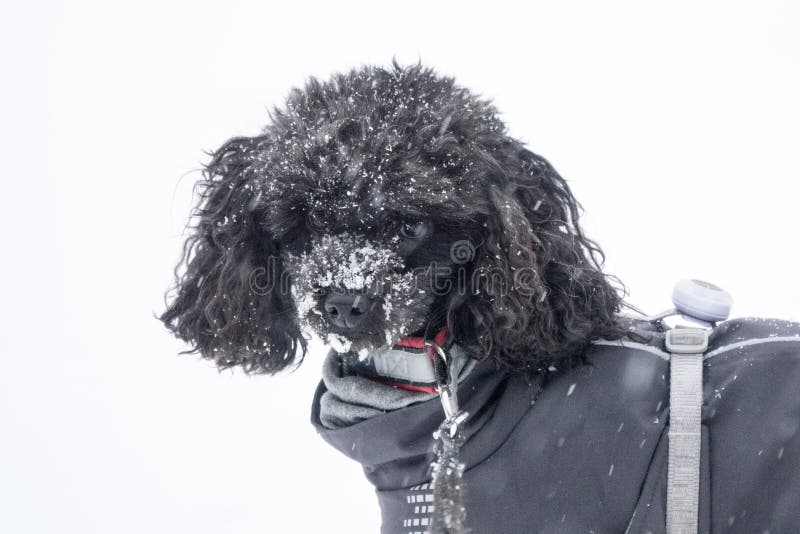 Are Poodles Cold Weather Dogs
