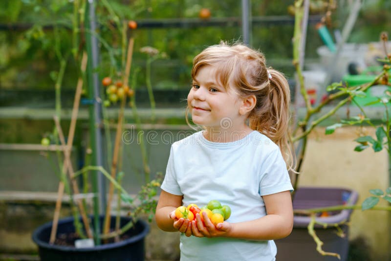 Little Preschool Girl Picking Ripe Tomatoes in Domestic Garden and ...