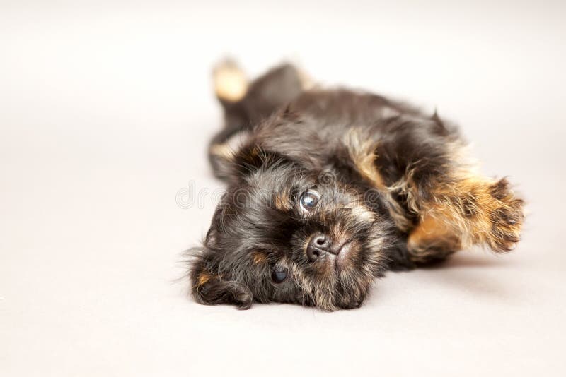 Little puppy Brussels Griffon